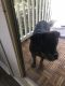 Rottweiler Puppies for sale in Stockbridge, GA, USA. price: $800