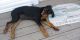 Rottweiler Puppies for sale in Baltimore, MD, USA. price: $1,200