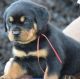 Rottweiler Puppies for sale in Redford Charter Twp, MI, USA. price: $2,000