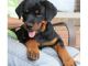 Rottweiler Puppies for sale in St. Petersburg, FL, USA. price: NA