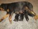 Rottweiler Puppies for sale in Springfield, MO, USA. price: NA