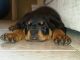 Rottweiler Puppies for sale in Richmond, VA, USA. price: NA