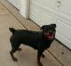 Rottweiler Puppies for sale in Deptford Township, NJ, USA. price: $800