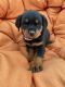 Rottweiler Puppies for sale in Lodi, CA, USA. price: NA