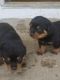 Rottweiler Puppies for sale in Rolla, MO, USA. price: NA
