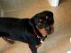 Rottweiler Puppies for sale in Gainesville, GA, USA. price: NA
