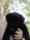 Rottweiler Puppies for sale in Fairview Heights, IL, USA. price: $200