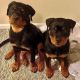 Rottweiler Puppies for sale in Hollywood, FL, USA. price: $900