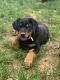 Rottweiler Puppies for sale in Fairfax, VA, USA. price: NA