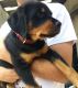 Rottweiler Puppies for sale in North Myrtle Beach, SC, USA. price: $900