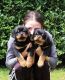 Rottweiler Puppies for sale in Norfolk, VA, USA. price: $900