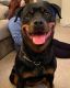 Rottweiler Puppies for sale in Florence, SC, USA. price: NA