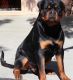 Rottweiler Puppies for sale in Kansas City, MO, USA. price: NA