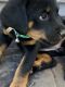Rottweiler Puppies for sale in Citrus Heights, CA, USA. price: $200