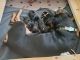 Rottweiler Puppies for sale in Ocoee, FL, USA. price: NA