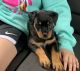 Rottweiler Puppies for sale in DeKalb, IL 60115, USA. price: NA