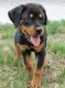 Rottweiler Puppies for sale in Katy, TX, USA. price: NA