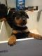 Rottweiler Puppies for sale in Cincinnati, OH 45238, USA. price: $850