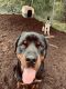 Rottweiler Puppies for sale in Shelby, NC 28150, USA. price: $1,500