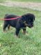 Rottweiler Puppies for sale in Pendleton, IN, USA. price: NA