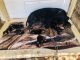 Rottweiler Puppies for sale in El Paso, TX, USA. price: NA