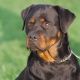 Rottweiler Puppies for sale in ON-401, Ontario, Canada. price: NA