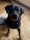 Rottweiler Puppies for sale in Columbus, OH, USA. price: $400
