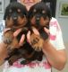 Rottweiler Puppies for sale in New York, NY 10012, USA. price: $500