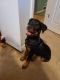 Rottweiler Puppies for sale in Colorado Springs, CO, USA. price: $2,500