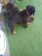 Rottweiler Puppies for sale in Brentwood, NY, USA. price: NA