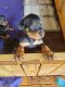 Rottweiler Puppies for sale in Graham, NC, USA. price: NA
