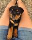 Rottweiler Puppies for sale in Florida Panhandle, FL, USA. price: $1,000
