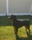 Rottweiler Puppies for sale in Laurel, MD, USA. price: NA