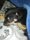 Rottweiler Puppies for sale in Shelby, NC 28150, USA. price: NA