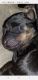 Rottweiler Puppies for sale in Indiana, PA, USA. price: $500