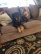 Rottweiler Puppies for sale in Greenville, NC, USA. price: $400