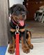 Rottweiler Puppies for sale in Michigan City, IN, USA. price: NA