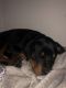 Rottweiler Puppies for sale in Anaheim, CA, USA. price: NA