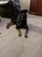 Rottweiler Puppies for sale in Burnet, TX 78611, USA. price: NA