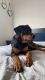Rottweiler Puppies for sale in Spring Valley, CA, USA. price: NA