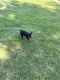 Rottweiler Puppies for sale in Hampton, VA 23664, USA. price: NA