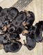 Rottweiler Puppies for sale in Colton, CA, USA. price: NA