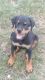 Rottweiler Puppies for sale in 9761 Huber Oval, Niles, IL 60714, USA. price: NA