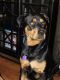 Rottweiler Puppies for sale in Mesquite, TX 75150, USA. price: NA