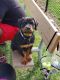 Rottweiler Puppies for sale in Mesquite, TX 75150, USA. price: NA