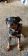 Rottweiler Puppies for sale in Lindenwold, NJ, USA. price: $1,500