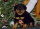 Rottweiler Puppies for sale in Clearwater, FL 33755, USA. price: NA