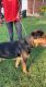 Rottweiler Puppies for sale in Fort Worth, TX 76118, USA. price: NA