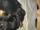 Rottweiler Puppies for sale in Michigan City, IN, USA. price: NA