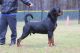 Rottweiler Puppies for sale in Washington, DC, USA. price: $3,500